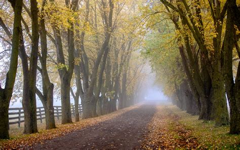 Wallpaper Morning Fog Trees Road Countryside Autumn 2880x1800 Hd