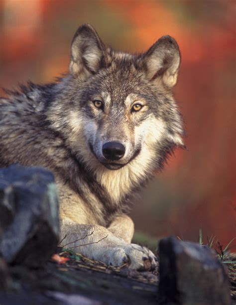 Tips For Coexistence With Wolves Western Wildlife Outreach