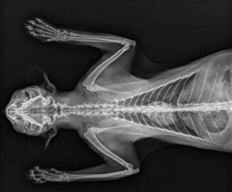 840 Cat X Ray Stock Photos Pictures And Royalty Free Images Istock