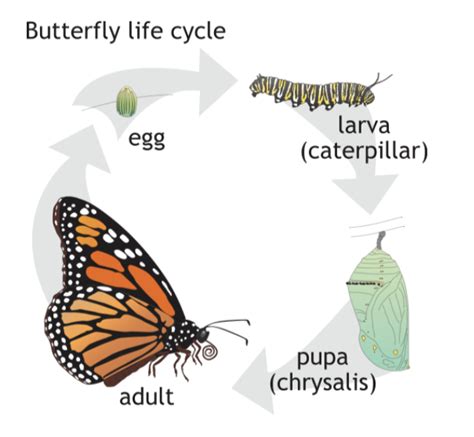 Butterfly Life Cycle For Educators