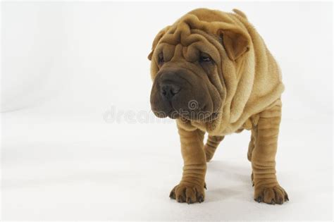 Sad Little Sharpei Puppy Stock Image Image Of Doggy Eyes 6950427