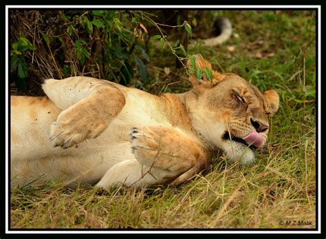 Female Lioness Panthera Leomasai Maraoct 2012 Flickr