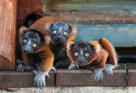 Critically Endangered Red Ruffed Lemurs Born At Naples Zoo