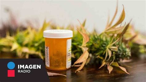 ¿cuáles Son Los Beneficios Del Uso Medicinal De La Marihuana Bien Y