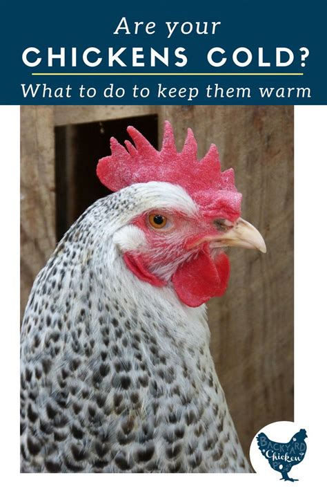 Are Your Chickens Cold How Cold Is Too Cold For Backyard Chickens