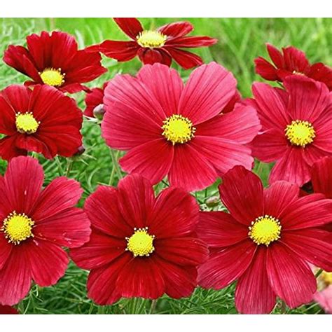 200 Carmine Red Cosmos Bipinnatus Sensation Dazzler Flower Seeds