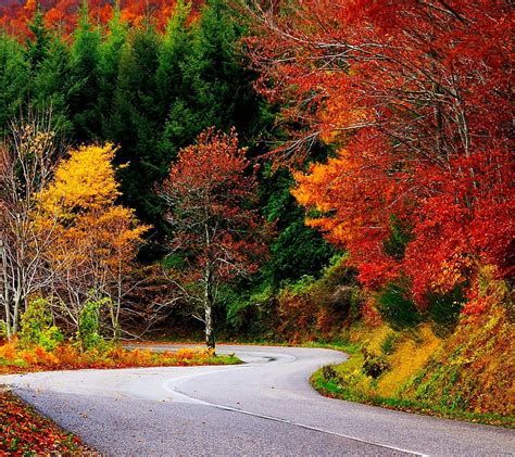 Road Autumn Bonito Forest Leaves Nature Trees Hd Wallpaper Peakpx