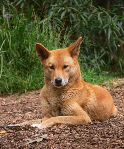 American Dingo Of The Two American Dingos Or Australian Dingos