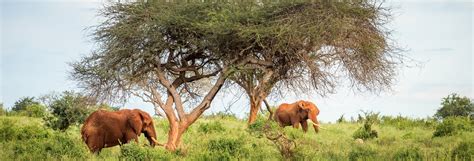 Safari Por El Parque Nacional De Nairobi