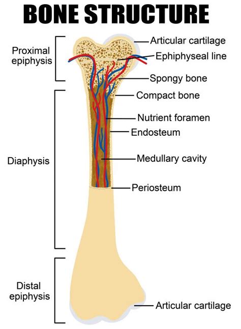 Long Bone Diagram Epiphyseal Plate The Skeletal System