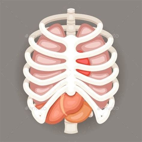 In each column, the ribcage is presented in three views: Rib Cage Lungs Heart Liver Stomach Internal | Rib cage drawing, Rib cage, Human icon