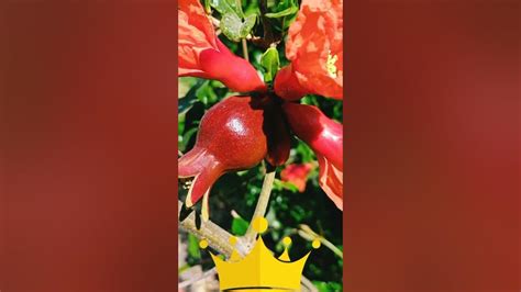 Dalimb Status Pomegranate Plant Short Youtube