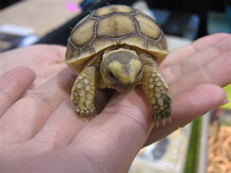 Tips For Choosing Pets Reptile Turtle Turtles Are Not Easy Or