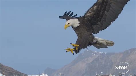 Bald Eagle Landing Sequence Full Details In Slomo 1000fps Real Time