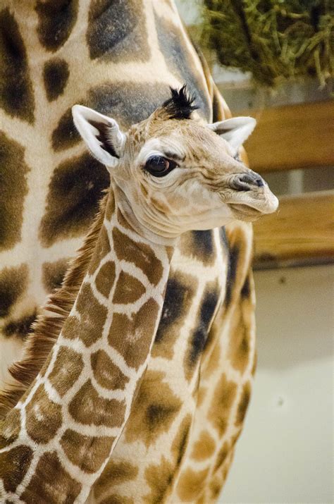 Giraffe Born At Seattles Woodland Park Zoo Is A Boy The Today File