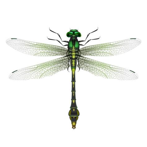 Dragonfly Illustrations Royalty Free Vector Graphics And Clip Art Istock