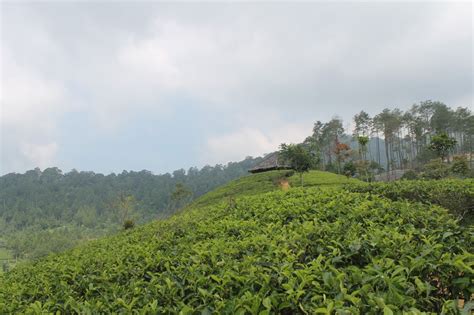 Kebun teh wonosari malang merupakan perkebunan yang sekaligus dijadikan sebagai objek wisata edukasi memetik dan mengolah teh. Nomor Hp Pengelola Kebun Teh Cipasung Majalengka / Wisata Majalengka 2017 Catatan E Adheb : Ada ...