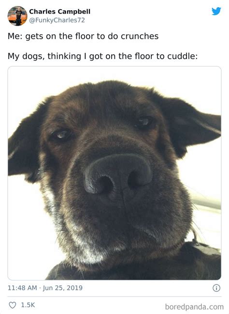 40 Honest And Wholesome Memes That Perfectly Describe A Life With A Dog