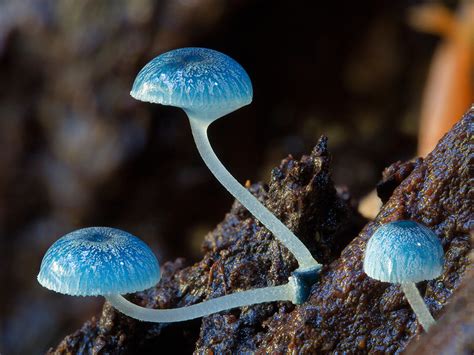 Radically Diverse Australian Fungi Photographed By Steve Axford Colossal