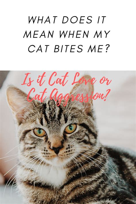 Why Do Cats Give Love Bites Is It Cat Love Or A Sign Of Cat Aggression Cat Love Bites Can Be