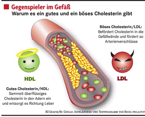 Die Mär vom guten Cholesterin - Gesundheit & Ernährung - Badische Zeitung