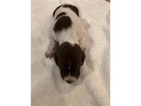German shorthaired pointer is a versatile breed that is capable of hunting and retrieving both in land and water. Liver / white ticked German Shorthaired Pointer puppies available in Chesapeake, Virginia ...