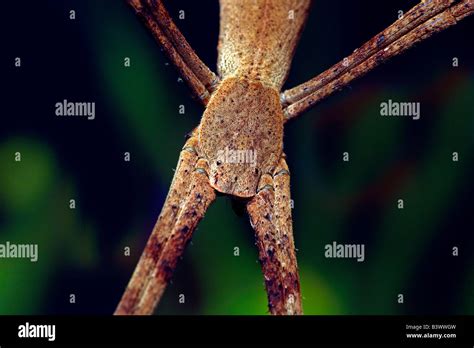 Female Net Casting Spider Deinopis Subrufa Also Known As The Ogre