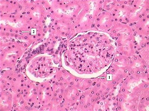 Ppt Histology Slides For The Epithelial Connective And