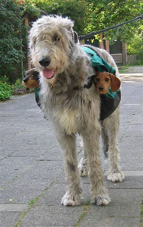 irish wolfhounds cuddly horses  disguise