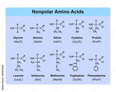 Amino Acids Types Table Showing The Chemical Structure Of Nonpolar Amino Acids Vector