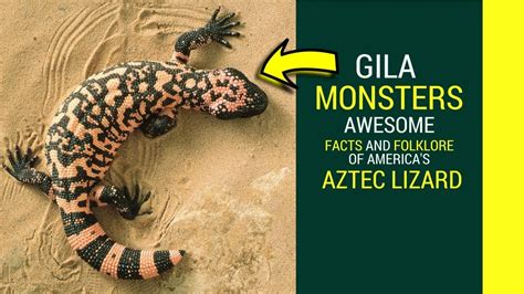 Gila Monster Facts For Kids 7 Awesome Facts You Didnt Know About Gila