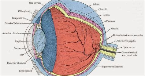 The alternative resident educator license is an accelerated pathway to classroom teaching. Eye Opener: Anatomy - Eyeball