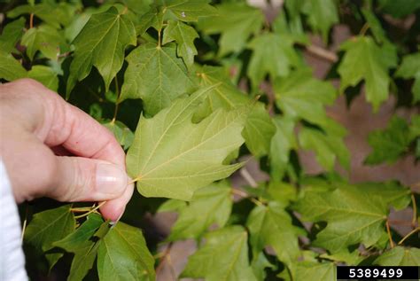 Chalk Maple Acer Leucoderme