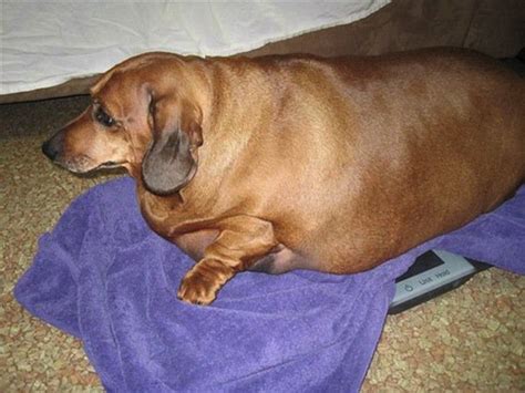 13 Images Showing Dennis The Dieting Dachshunds Amazing Weight Loss