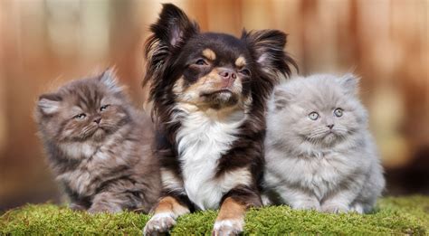 Thank you for choosing adoption! Adopt A Pet - Sevier County Humane Society