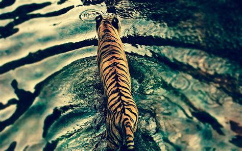 Hd wallpapers and background images. Free Tiger Wallpapers For Desktop - Wallpaper Cave