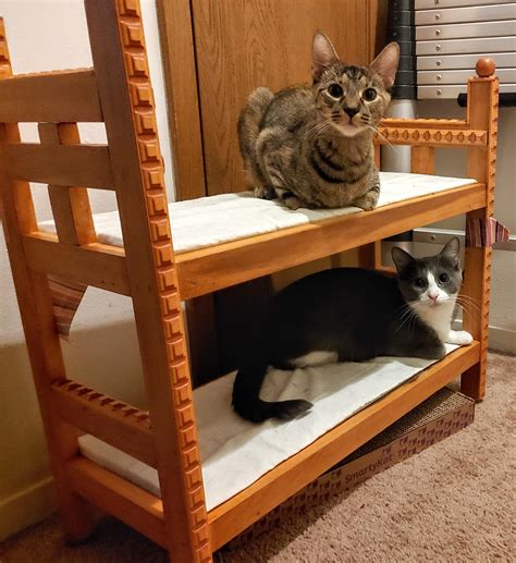 My Grandpa Hand Crafted A Bunk Bed For Our Cats