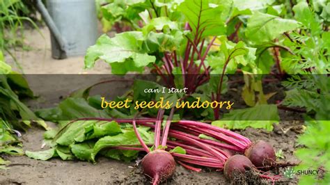 Getting A Jumpstart On Your Garden How To Successfully Start Beet