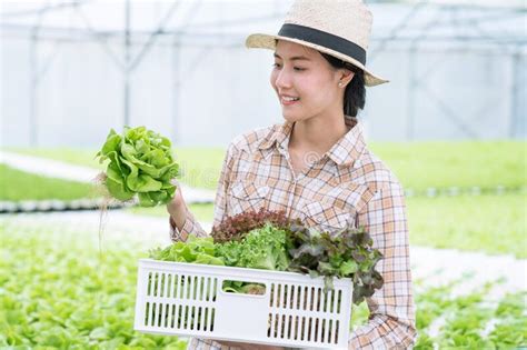 Asia Farmers Harvesting Vegetables From Hydroponics Farms Organic Vegetables Healthy Food