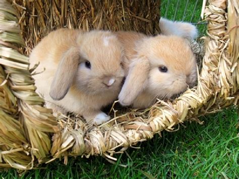 Meine kaninchendame fee hat vor 4 wochen 3 babys bekommen. Zwergwidder Kaninchen NHD - 20) Die Erstaustattung für Hasis..