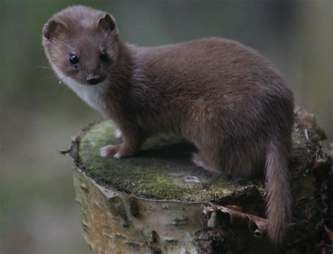 But in 1763 at the end of the. Weasels - Wildlife Illinois
