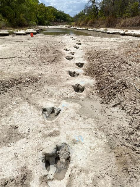 La siccità fa riemergere gigantesche impronte di dinosauro carnivoro in Texas FOTO e VIDEO