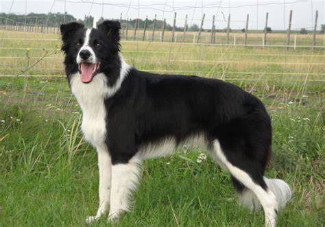 Border Collie Dog Breed Information Puppies And Breeders Dogs Australia