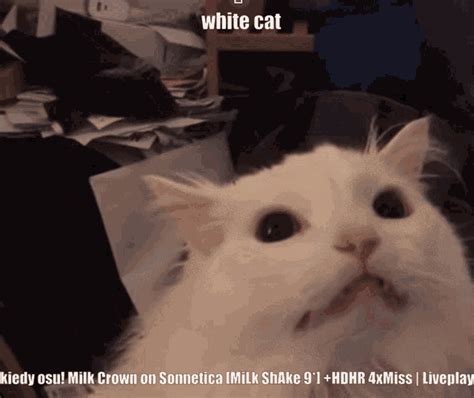 White Cat Meme S Tenor