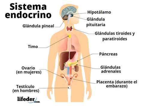 Sistema endocrino El Gen Curioso Tu sitio de ciencias y divulgación