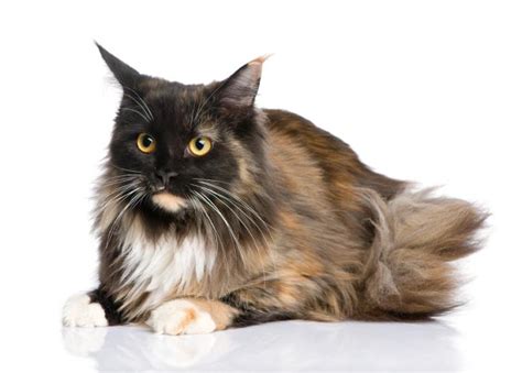 Male coons usually weigh from 13 to 18 lbs. MaineCoon10 - MaineCoon.org