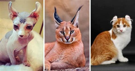 14 Most Expensive Cat Breeds In The World Pulptastic