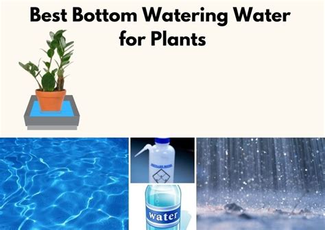 Best Bottom Watering Water 7 Types Of Water Explained Flourishing Plants