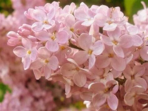 Rose Lilac Seeds Tree Fragrant Flowers Perennial Seed Flower 25 Seeds