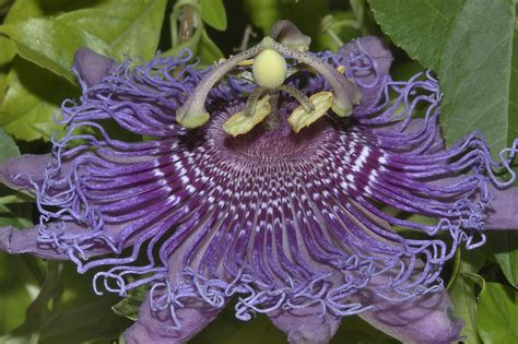 Photo 678 21 Purple Passion Flower Passiflora In Tamu
